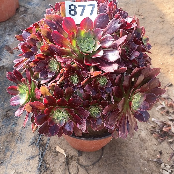 法师植物12345678