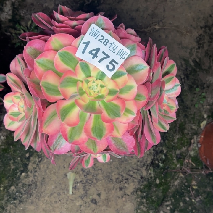 1475女巫多肉植物