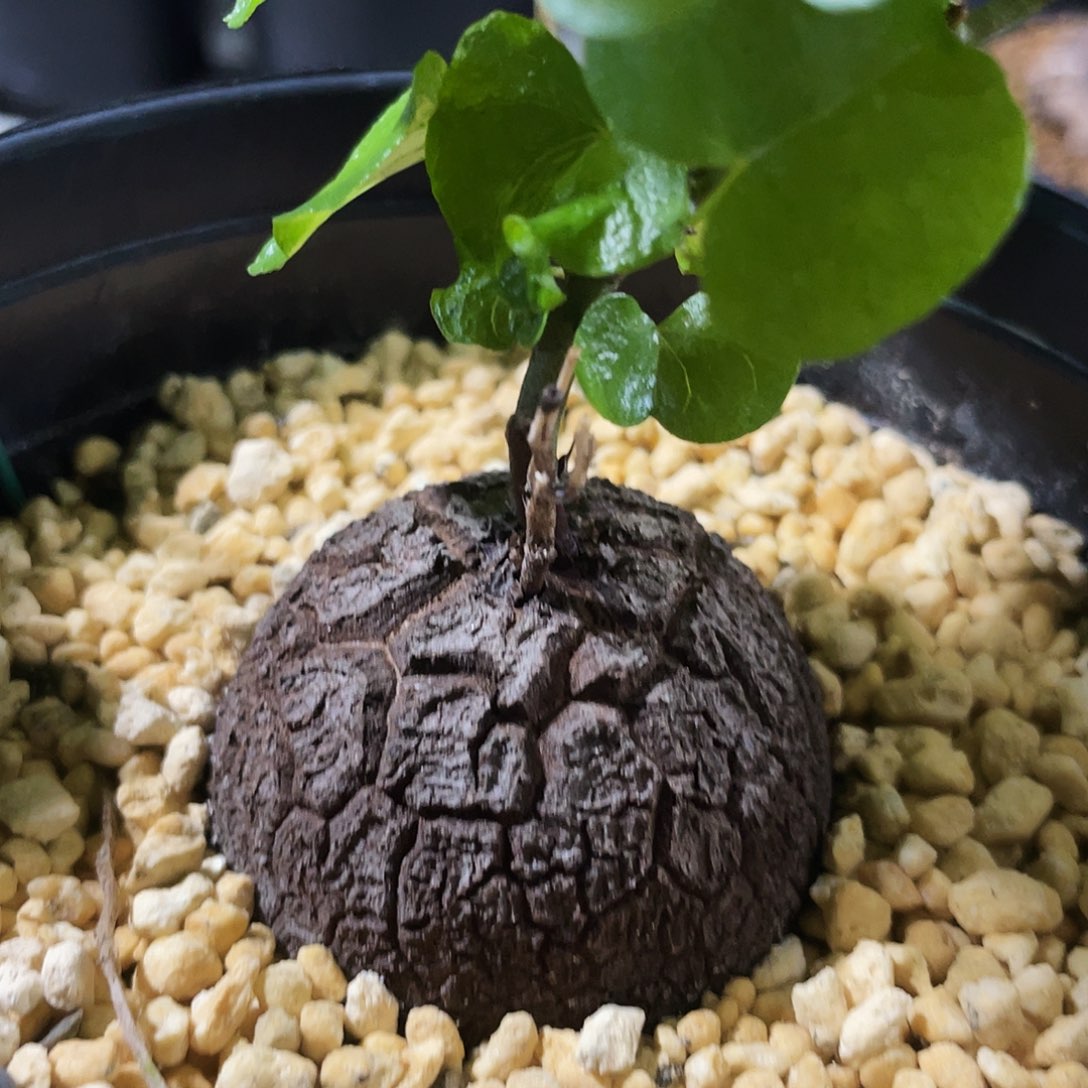 潜力足球龟6666666666