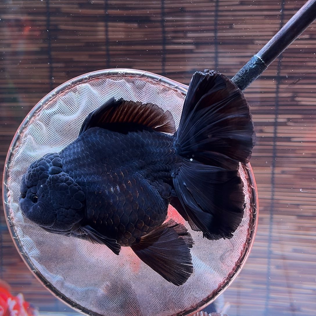 金鱼百褶泰狮冷水金鱼