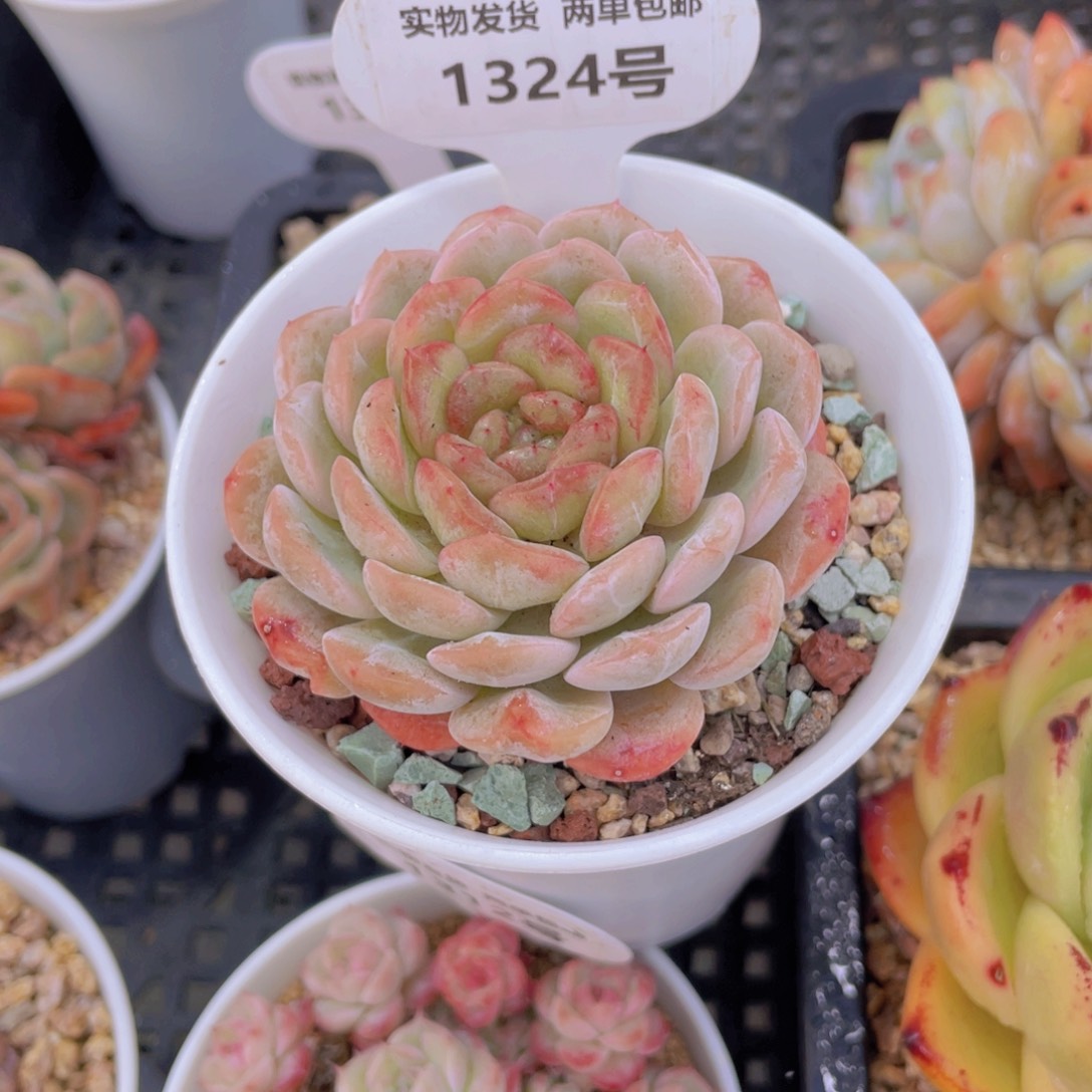 1324号糖心熔晶大单头