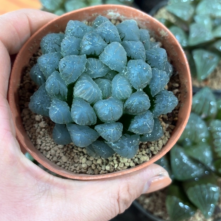 孔明灯换盘多肉植物