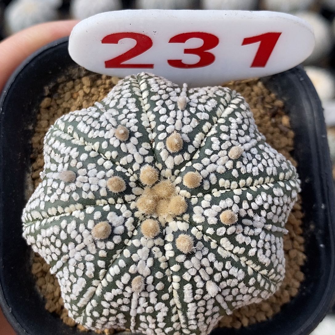 231海星奇迹系列福利来