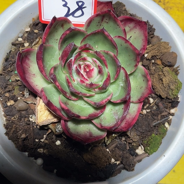 @***浅38////////////////