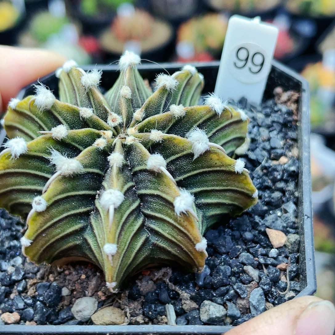 非偏远地区满25裸根发货仙人球