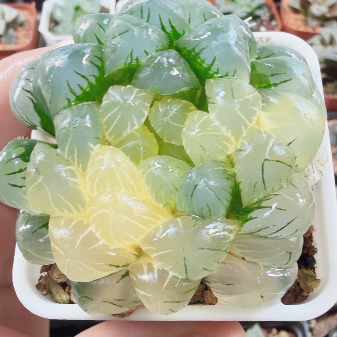 十二卷福利玉露锦实生