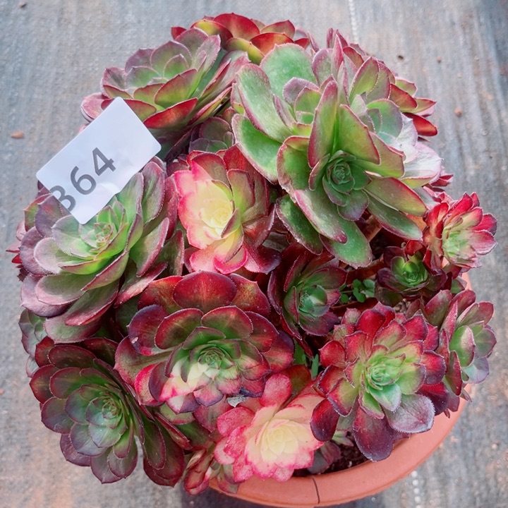 海王七彩有断枝不售后