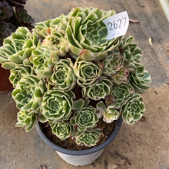 用***2迈巴赫多肉多肉断头不包2627