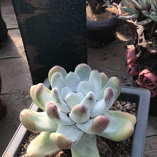 拇指仙女棒仙女棒