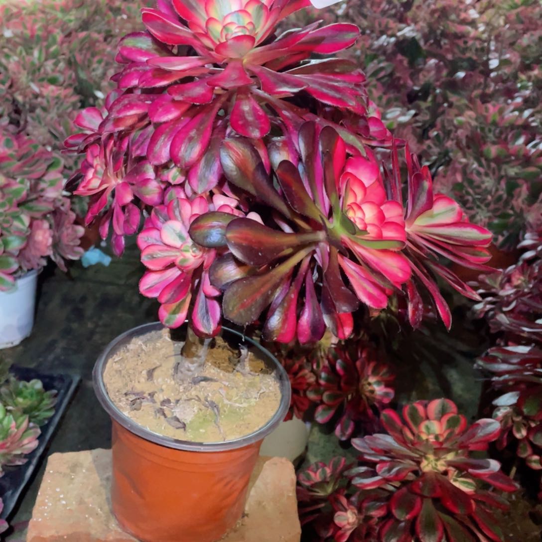 多肉植物香奈儿088