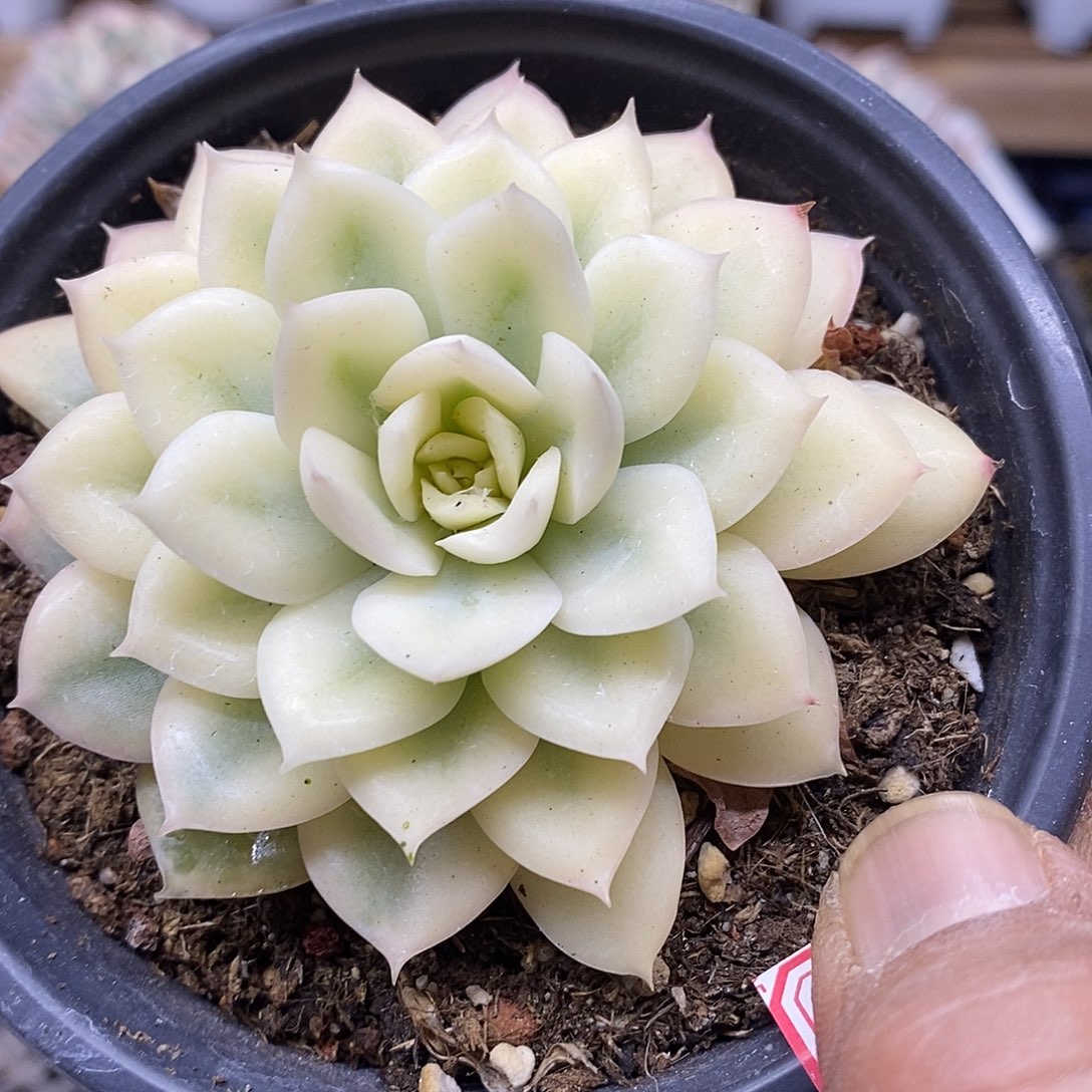 2854 月亮仙子宽覆轮锦 需延时发货