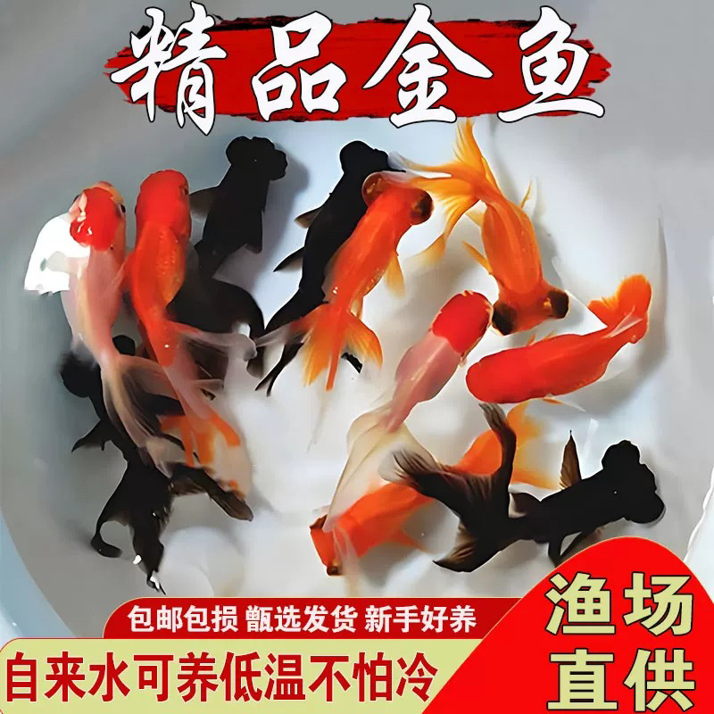 【小鱼福利】耐活好养新手可养精品国粹冷水观赏鱼8条4-6厘米包邮