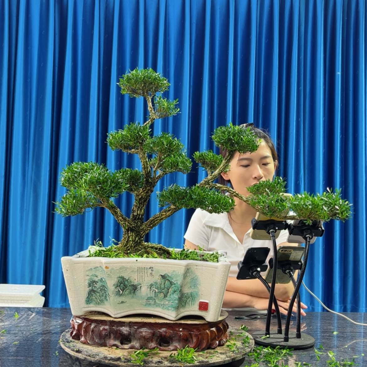 【闪购商品】当前无花朵，栽培后可花朵黄杨盆景艺术作品