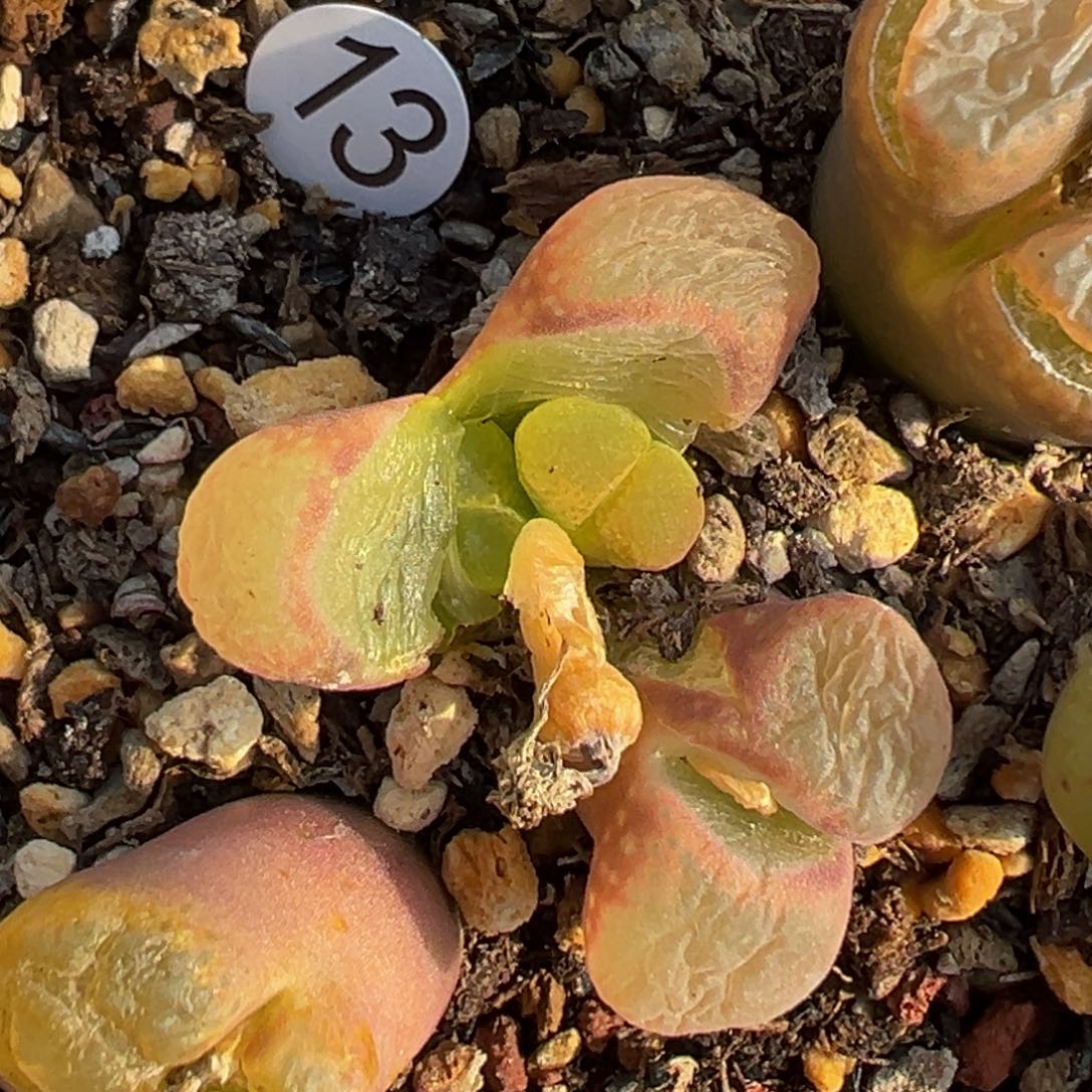 多肉植物11111111111111111