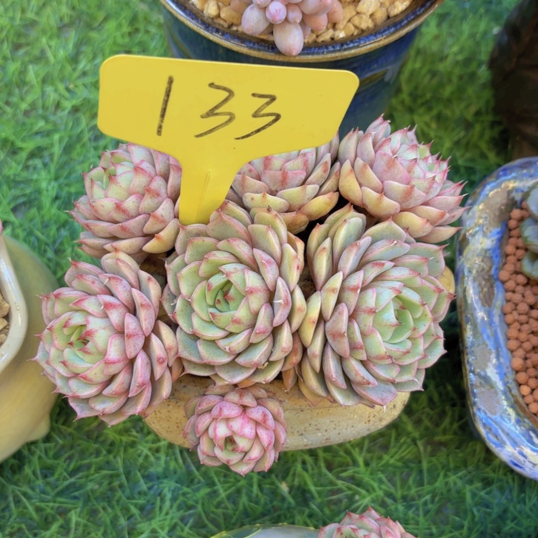 平***山云南金致家精品多肉