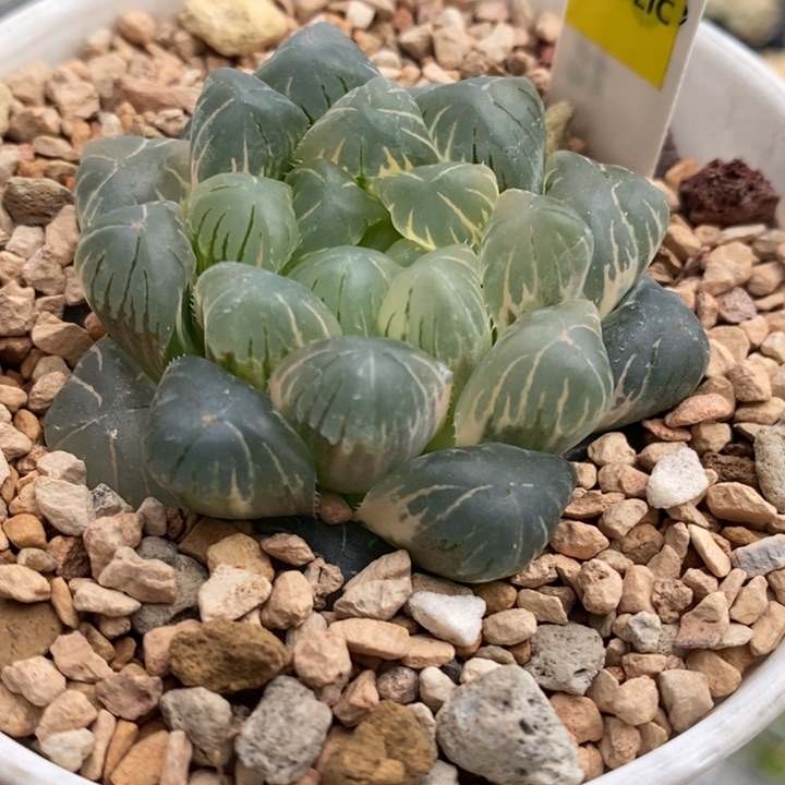 496号实生玉露锦带盆