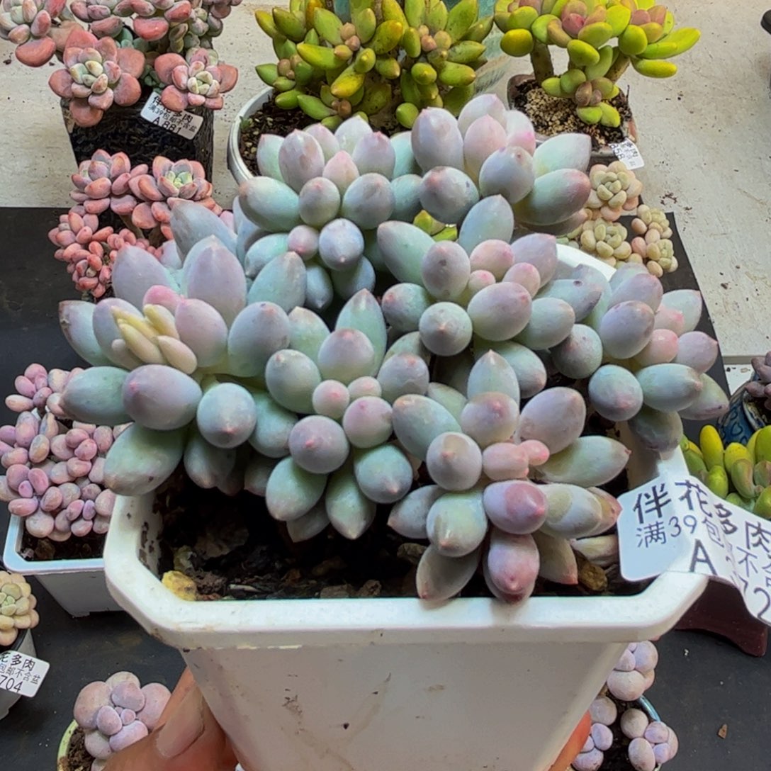 372婴儿手指8cm多肉