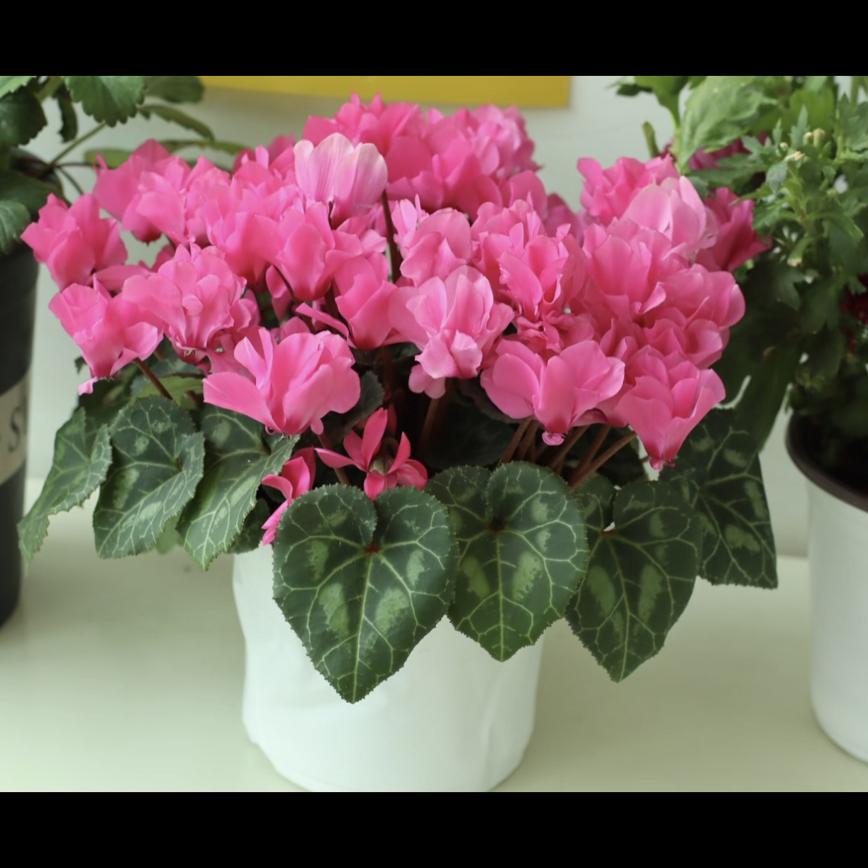 处理款【红粉色调小风车】仙客来好看好养开花绿植盆栽