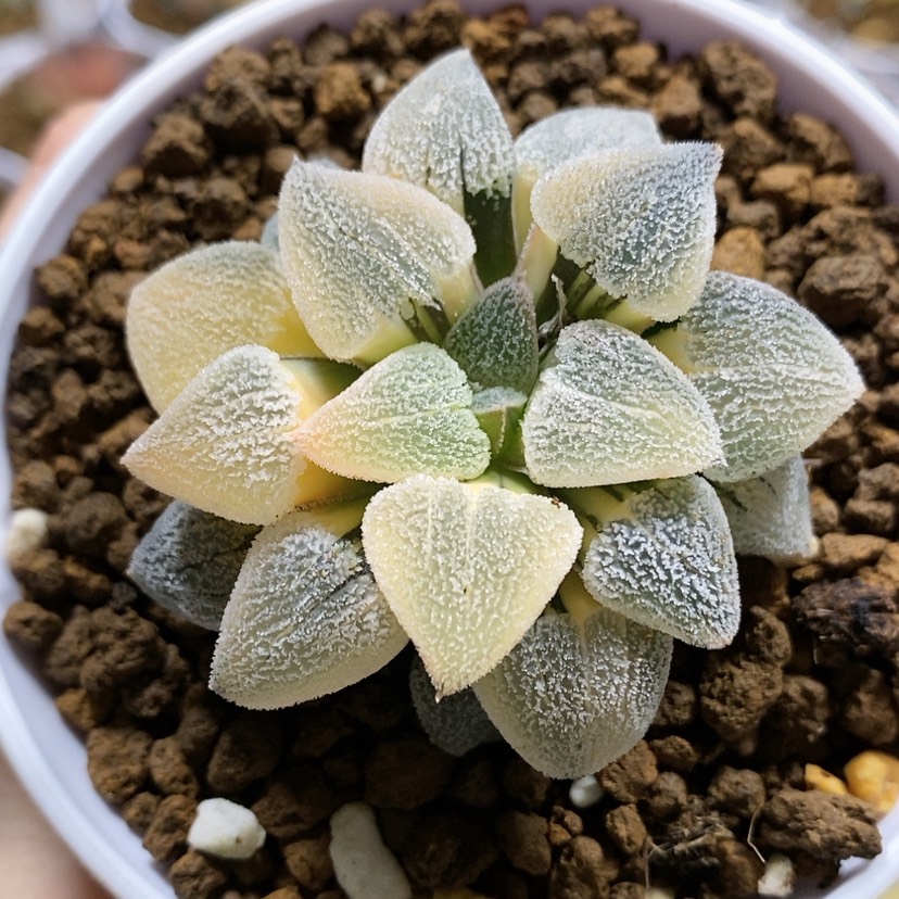 【闪购商品】64萩原磨面锦