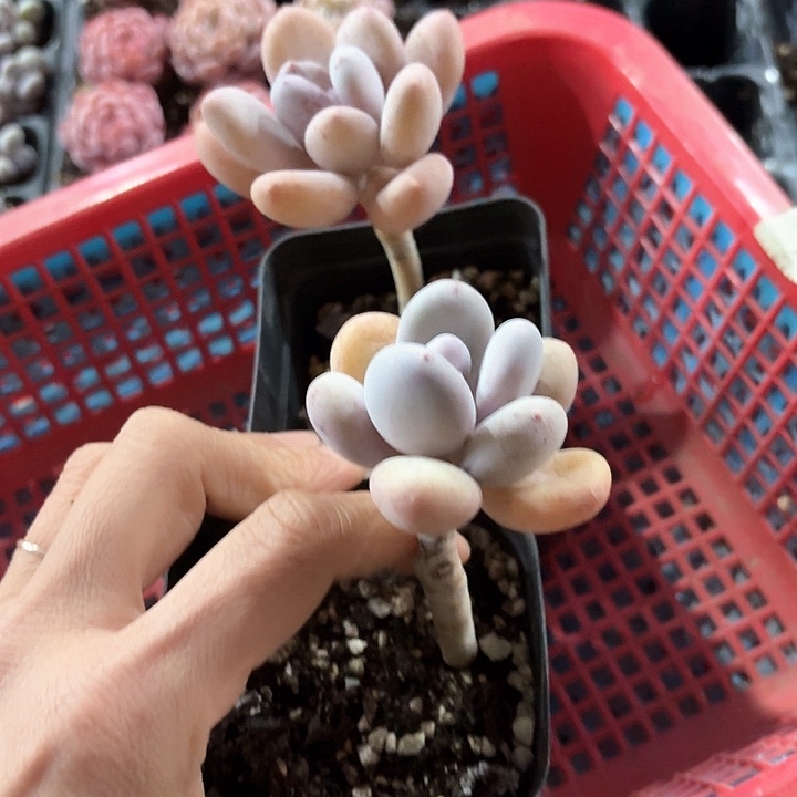 打****人dnxnzhdgdhxjxhh158