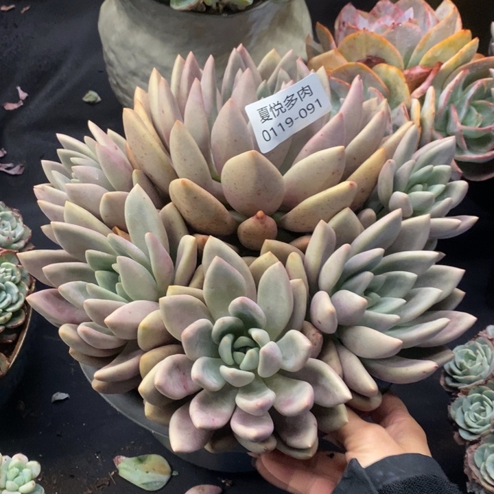 夏悦多肉 0119-91桃花源