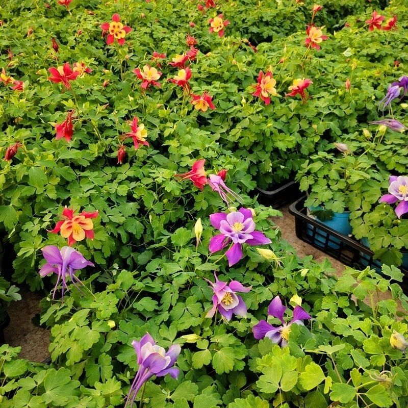 大花耧斗菜花苗盆栽重瓣双色阳台庭院花卉耐阴八音鸟植物楼顶好养