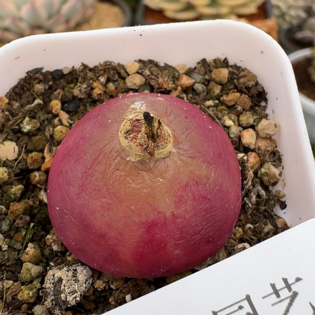 2614灯泡多肉植物的时候