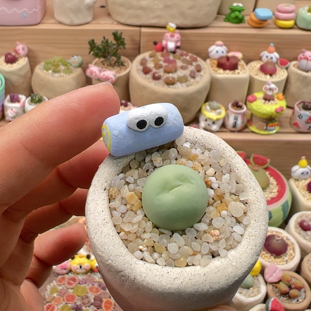 多肉植物99号鸽子蛋