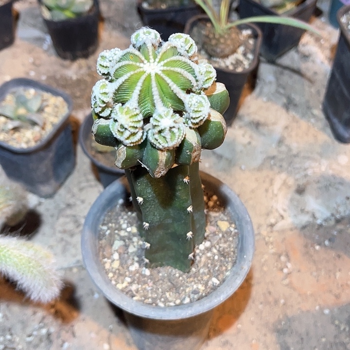 满38包邮2天凑单，脱土晾根发货多肉植物辛顿花龙 嫁接柱