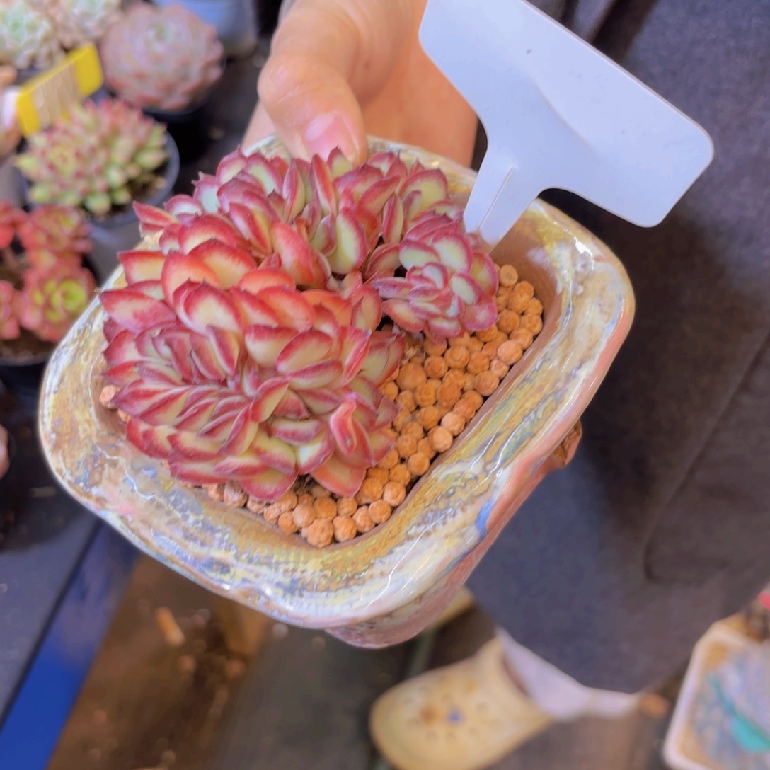 独***鱼云南金致家精品多肉