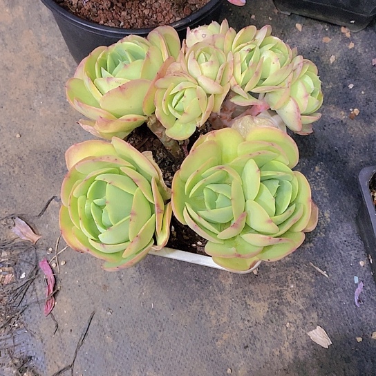 の****ゲ碧桃多肉植物缀化