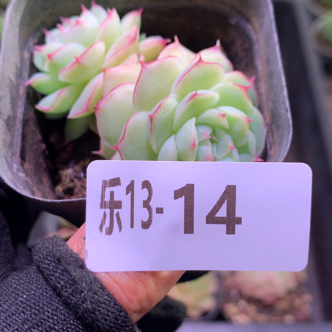 乐然13-14 女王玫瑰 