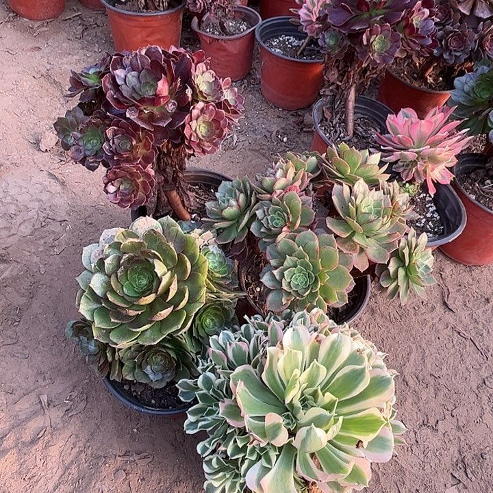 067多肉植物瑕疵特价，