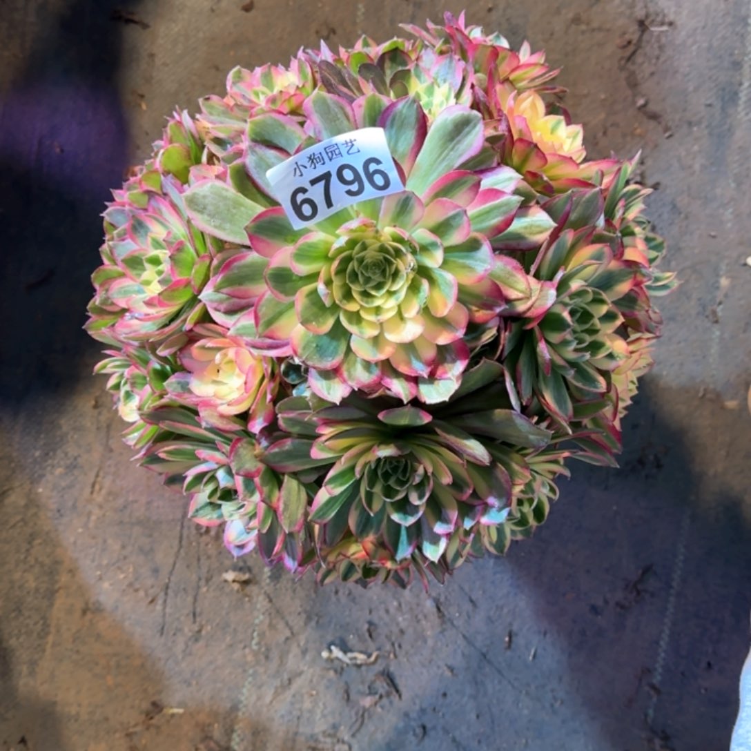 飞***F海王多肉植物6796