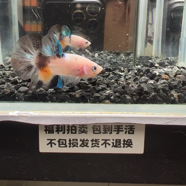 斗鱼跑单拉黑1日53