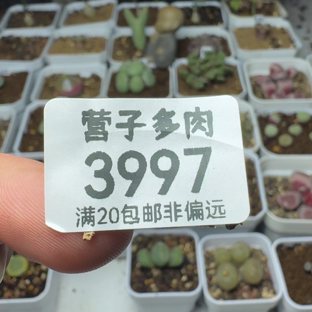 心***理3997                               