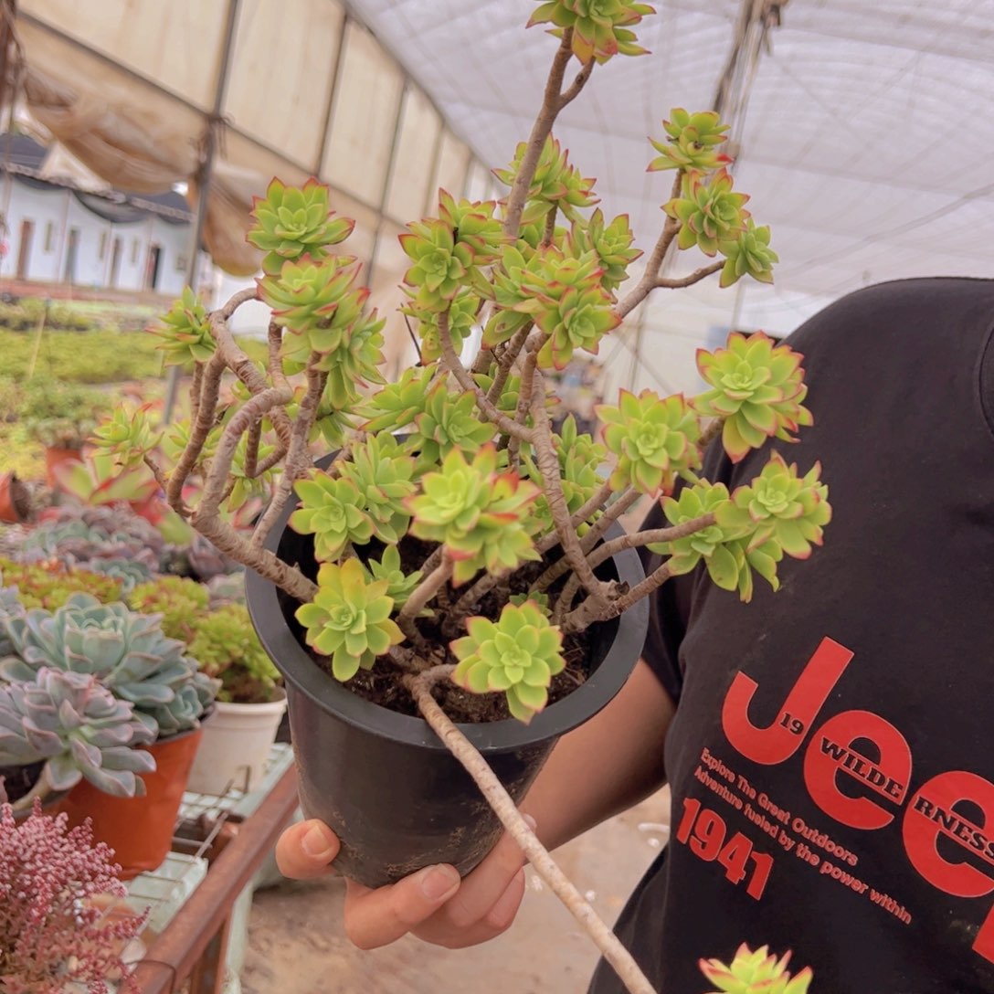 清扬薄化妆大盆，160杯