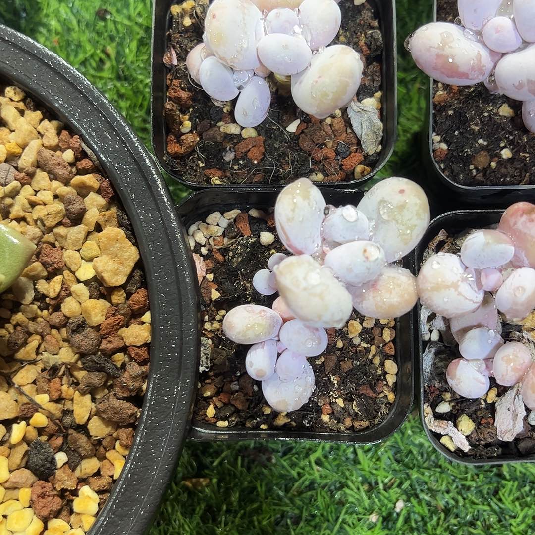 奶酪小群2颗多肉植物