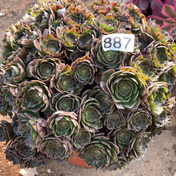 887多肉植物万拉丝