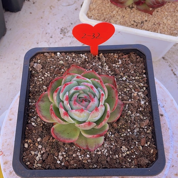 惊鸿仙子多肉植物2-32