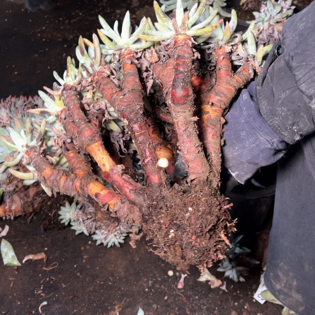 5244哈哈哈哈哈哈哈哈哈