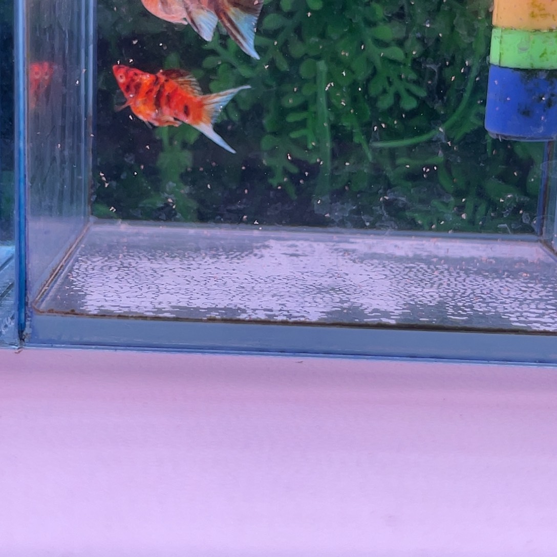 黑玛丽鱼947号玛丽1对