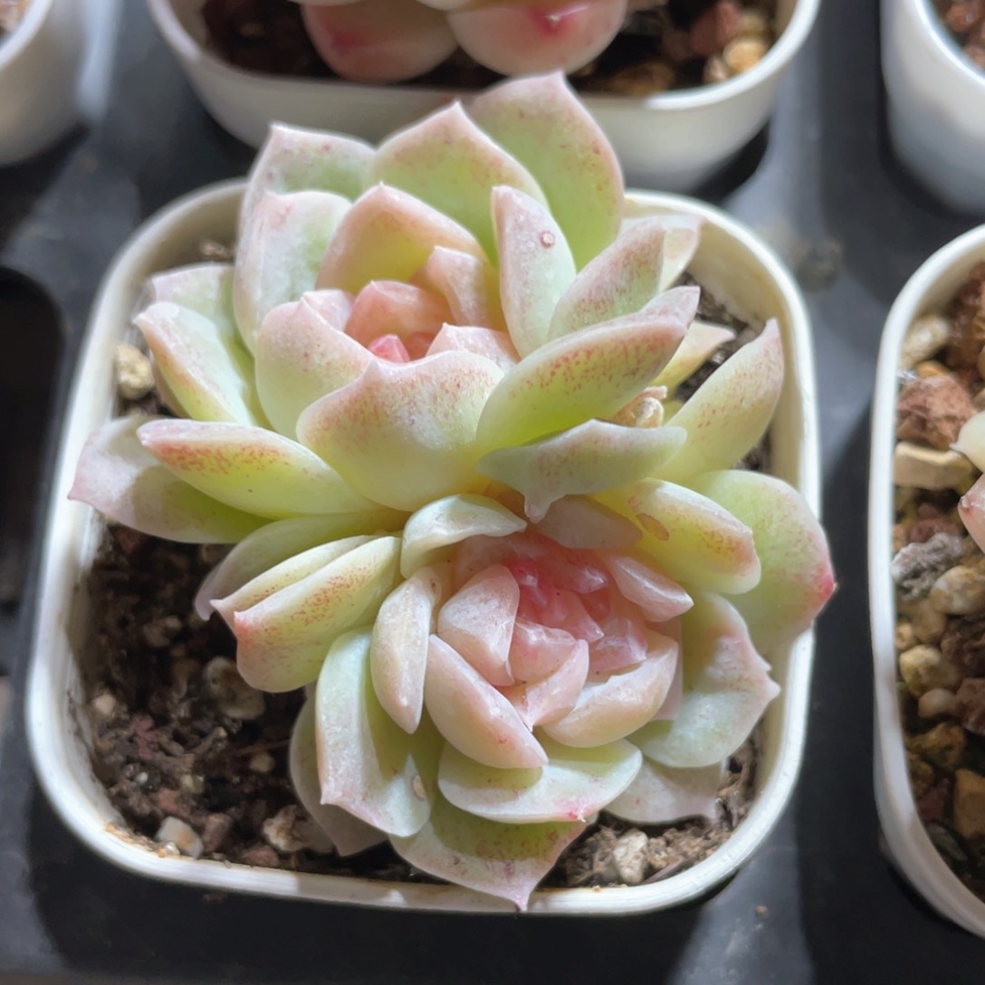 桃****呀优选梦幻泡影1065