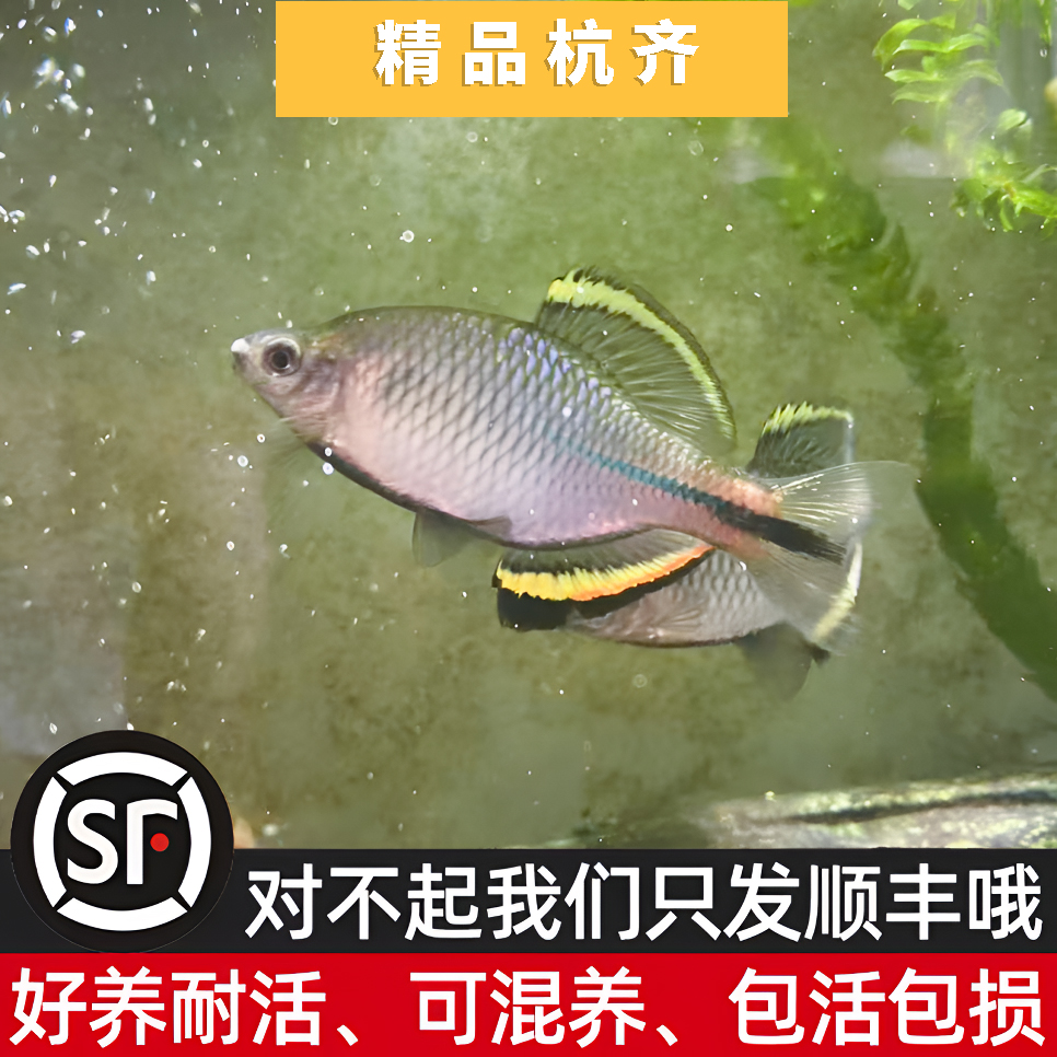 杭州齐氏鱊满边发色溪流缸观赏鱼原生鱼冷水鱼不加温皮实好养耐寒