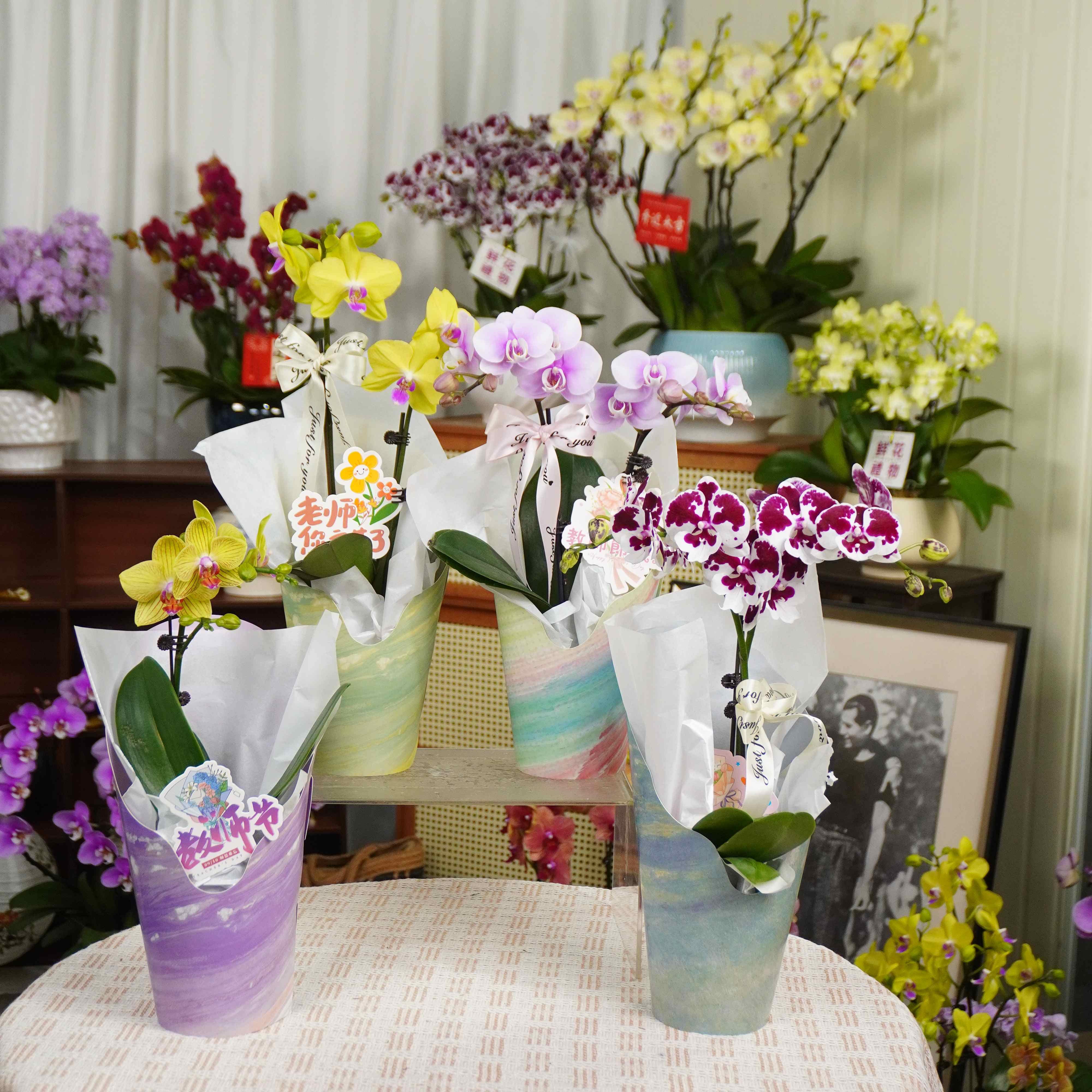 【中秋节专属蝴蝶兰单颗带装饰】蝴蝶兰鲜花精致组盆 开花株 室内