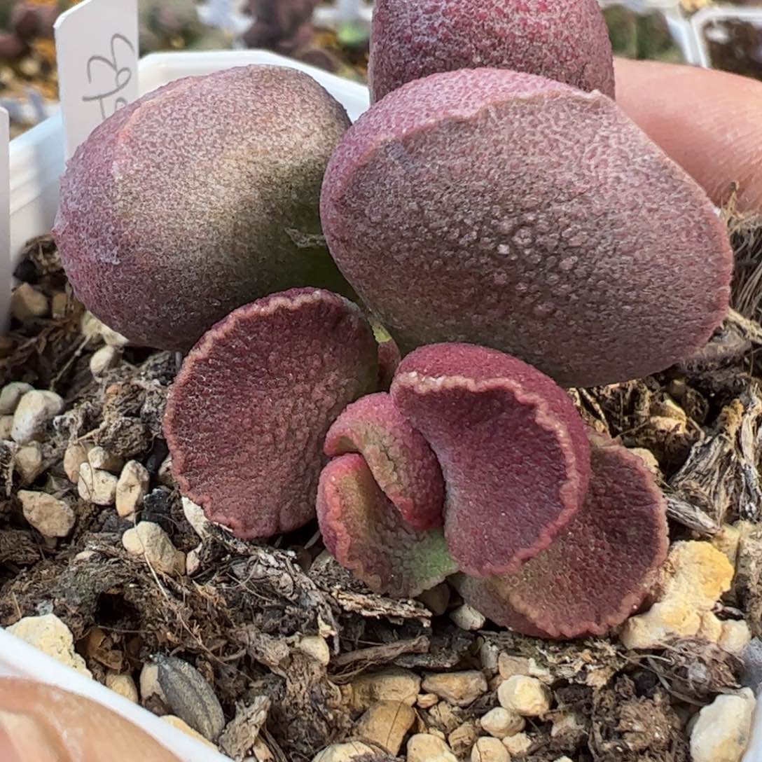 022-3563实生新品多肉植物水泡