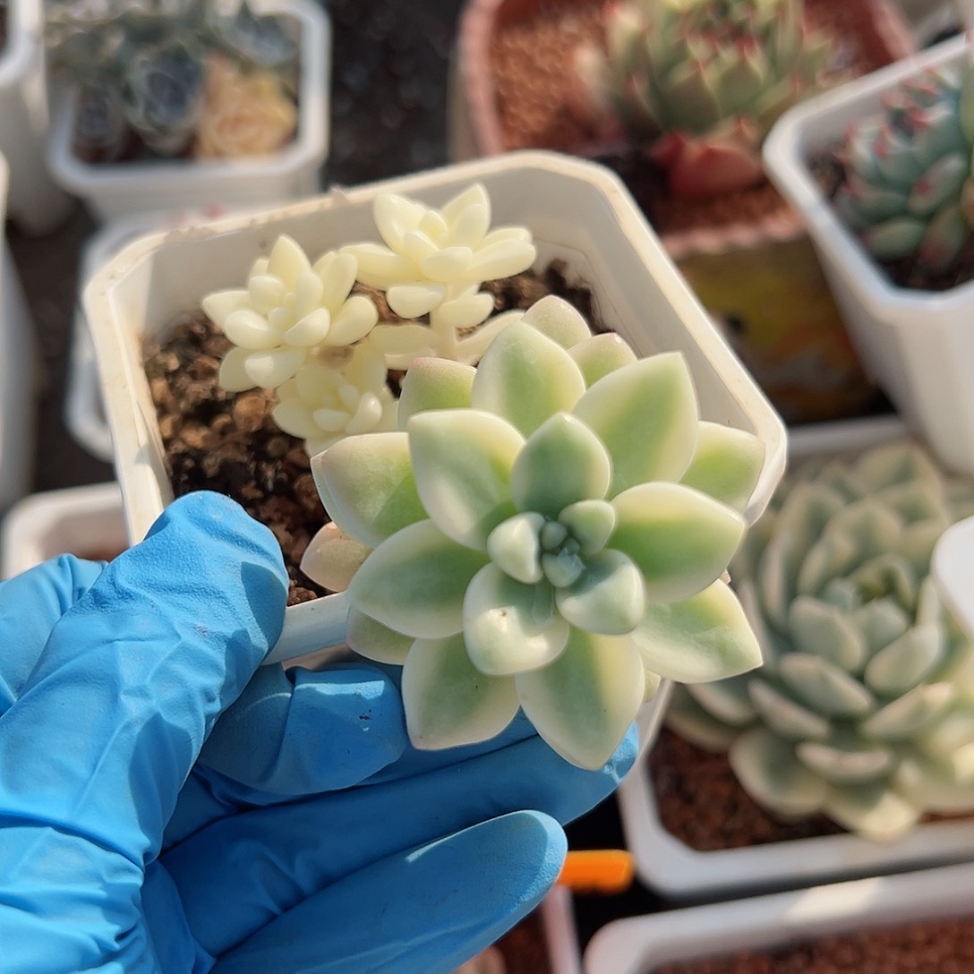 雪酪蛋糕锦，群生