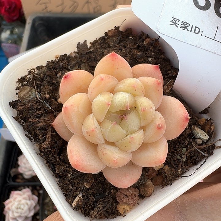 糖心多肉植物367