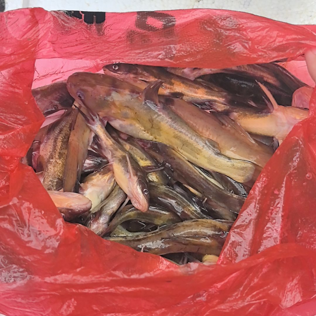 中国大陆36天食用农产品石台小李代购杂鱼3斤