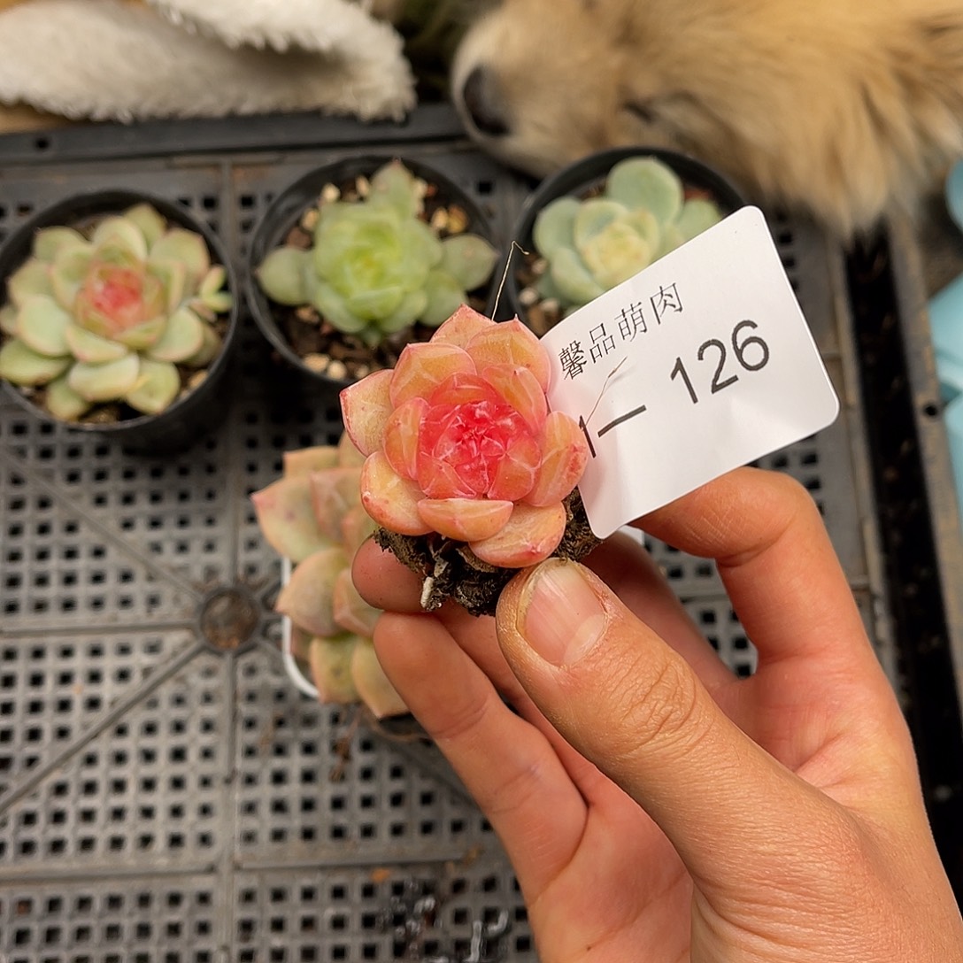 多肉一物一拍1-126